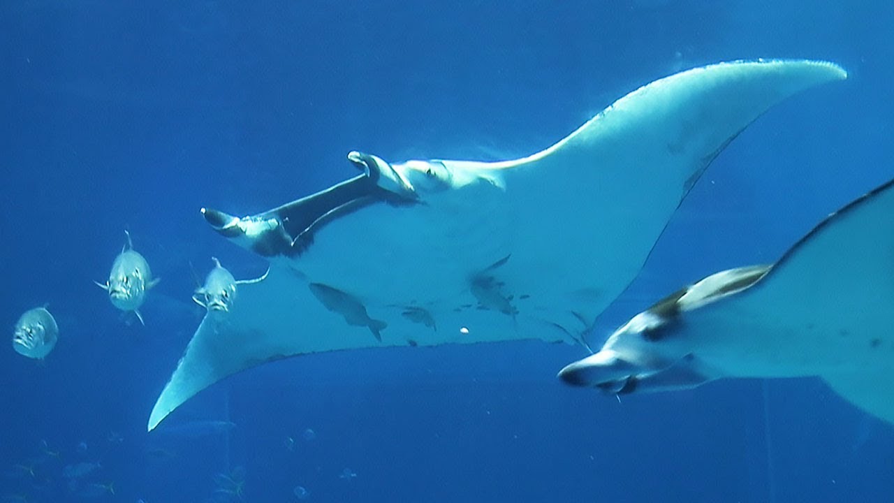 ジャイアントマンタ 優雅に 美ら海水族館が飼育成功 Youtube