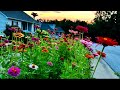 So many zinnias  hellstrip garden  cottage garden tour