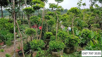 Loạt cây chuỗi ngọc 8-10 năm tuổi dáng bonsai 0977973535