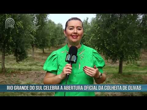 Rio Grande do Sul celebra a Abertura Oficial da Colheita da Oliva | Canal Rural