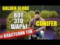 ТУЯ ГОЛДЕН ГЛОБ/ Топиар стрижка Туи - ШАР минск \THUJA GOLDEN GLOBE_topiar_trim