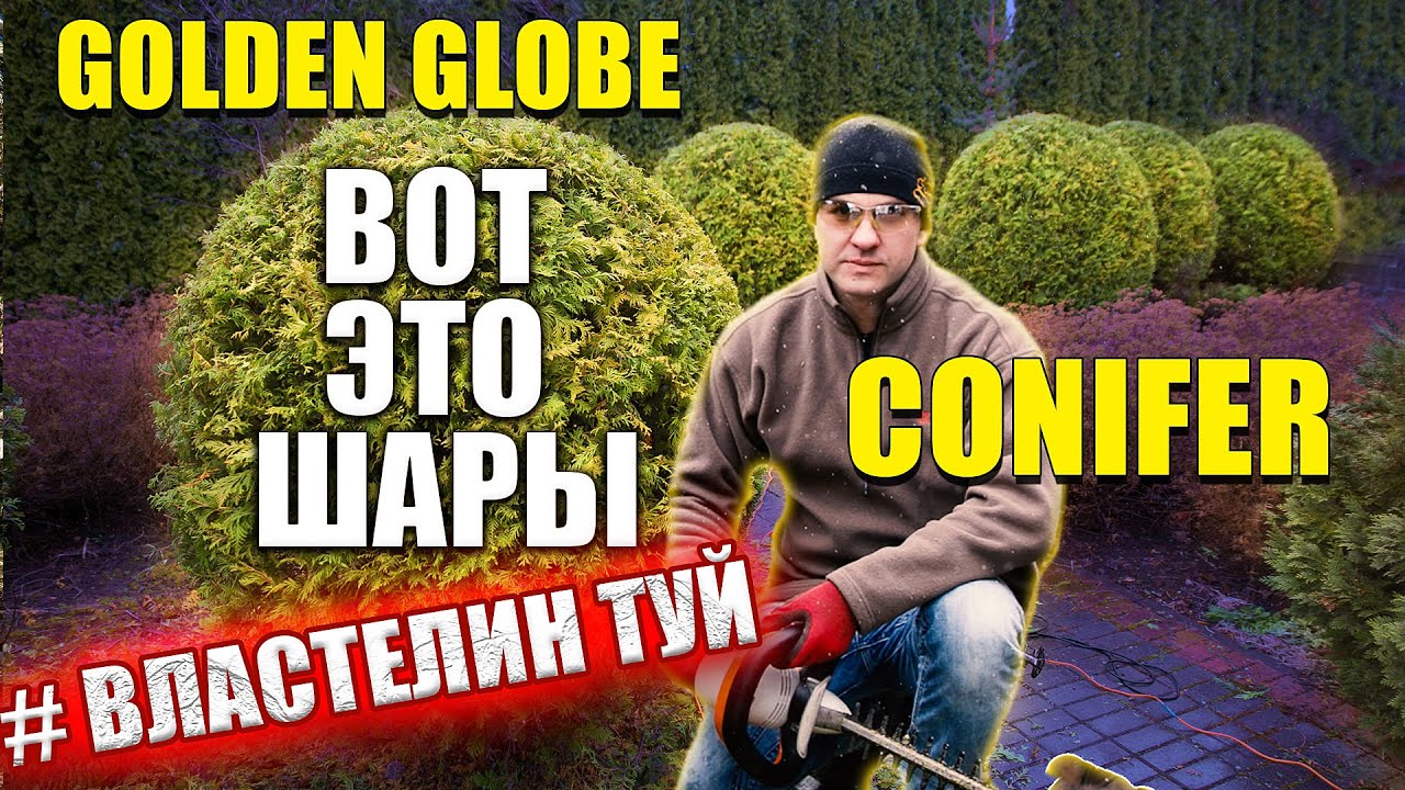 ТОПИАР СТРИЖКА ТУИ ГОЛДЕН ГЛОБ | THUJA GOLDEN GLOBE | 