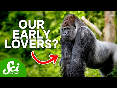 Video: Kas australopithecus afarensis on meie esivanem?