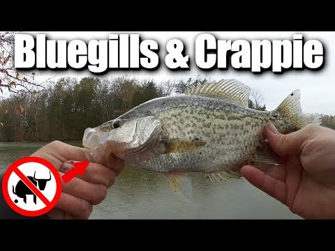 Float Fishing for Bluegills and Crappie with Gulp Minnows and