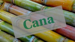 Como plantar CANA para fazer CALDO DE CANA ou GARAPA