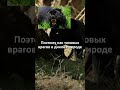 Главный враг Пантеры (Интересные факты) #shorts #facts #animals