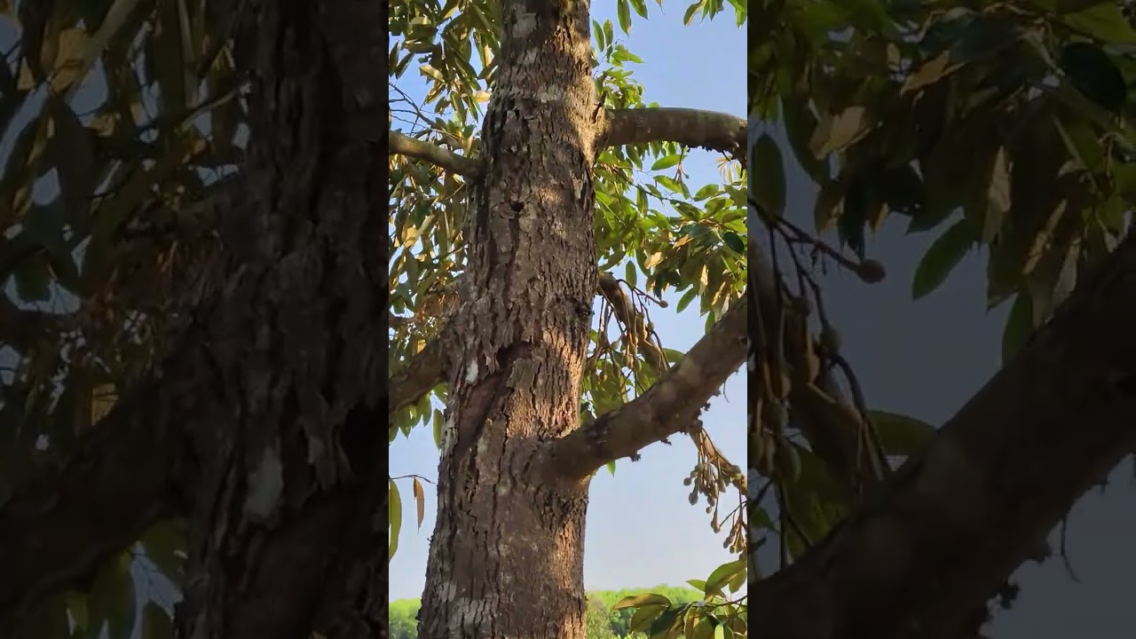 21 กุมภาพันธ์ ค.ศ. 2026