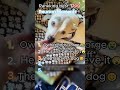 Ranking Best Dog Reunion Moments🐕