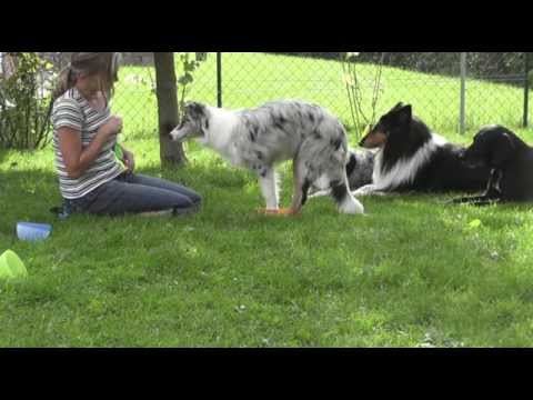 lesson6 Trick / Puppy-Training with Ayoka