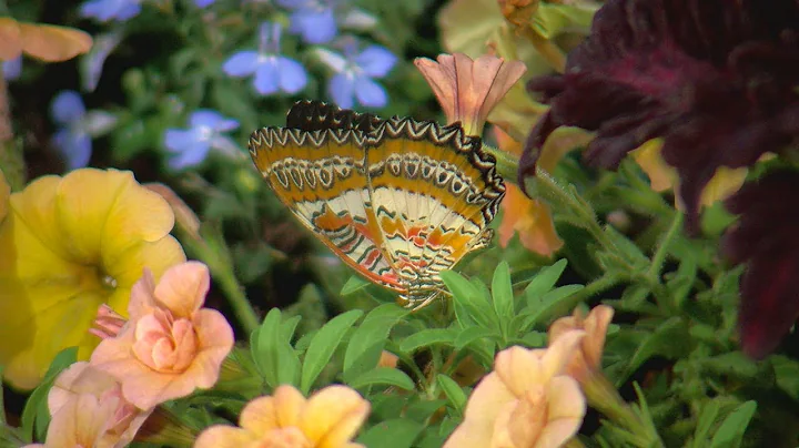 Final weekend to enjoy butterfly show at Krohn Conservatory