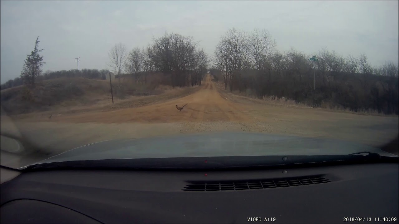 pheasants jaywalking
