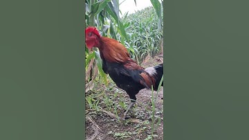 gà rừng mã đỏ đập cánh cực đỉnh.qaib qus ntxuaj ti zoo tiag tiag