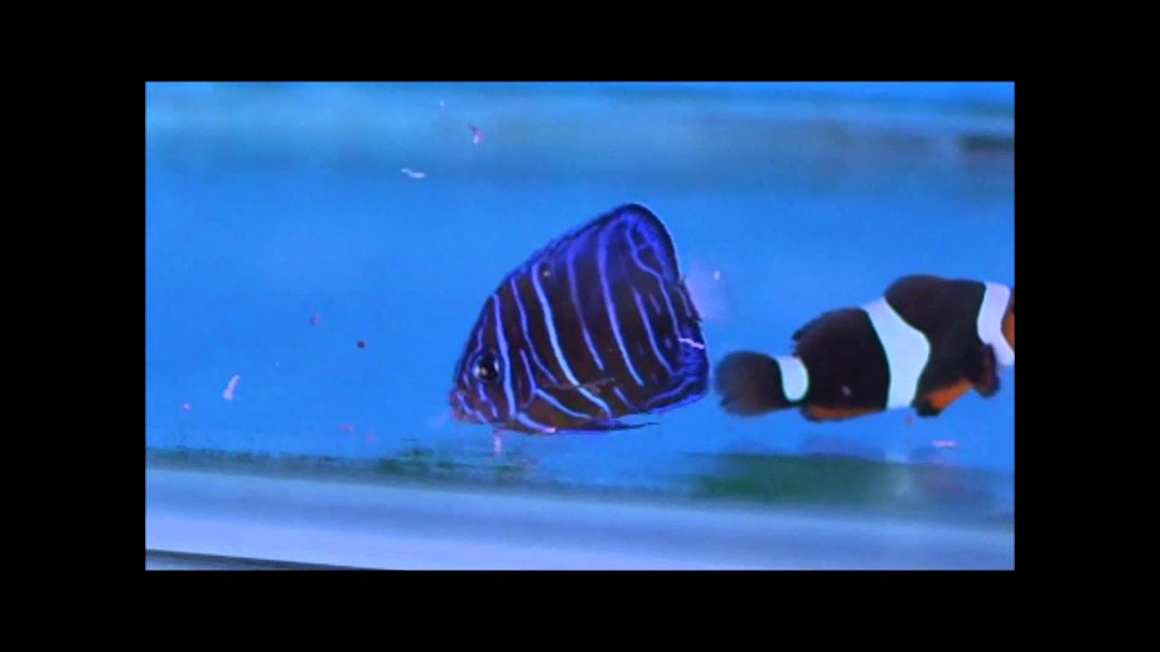 camera iphone 8 plus apk 78人工藍環幼魚(白尾藍紋 香港)Pomacanthus annularis(Bluering angelfish)20130502