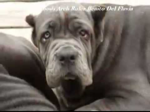 Mastino neapolitano,Neap...  Mastiffs "Bennie" Ch. Ironwood's Arch Ruler Benito Del Flavia