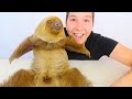 MY CUTE BABY SLOTH (Yes, She's Real)