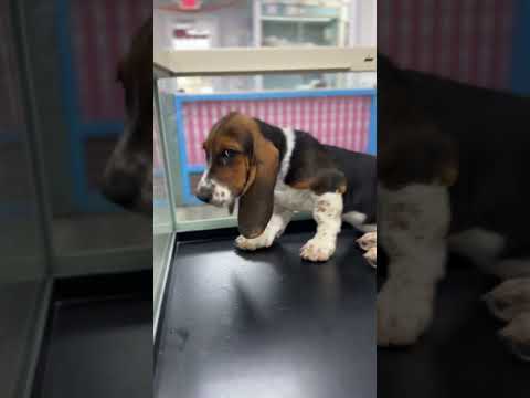 bassethound#4186, Female, Aventura