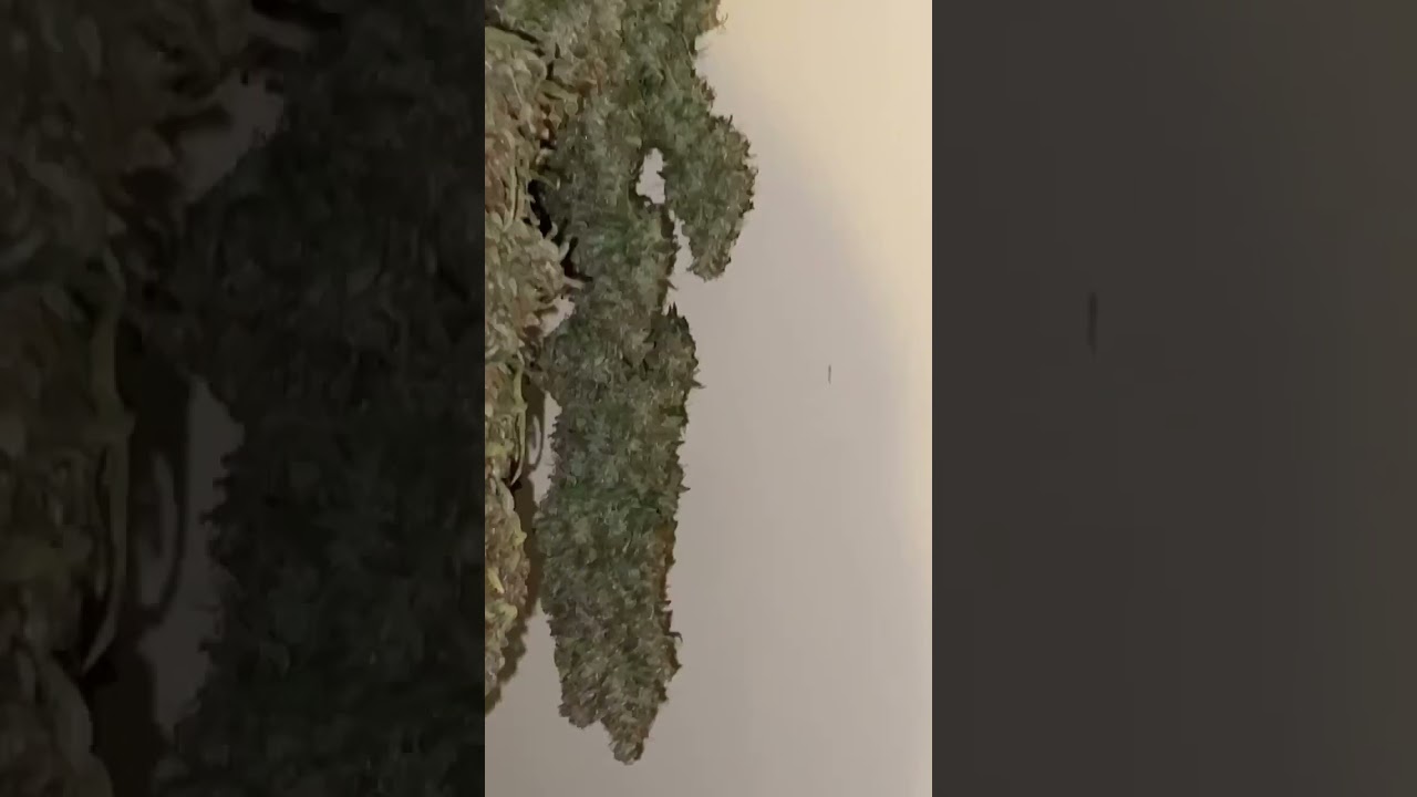 @Terptreezco Blue Nerds Auto