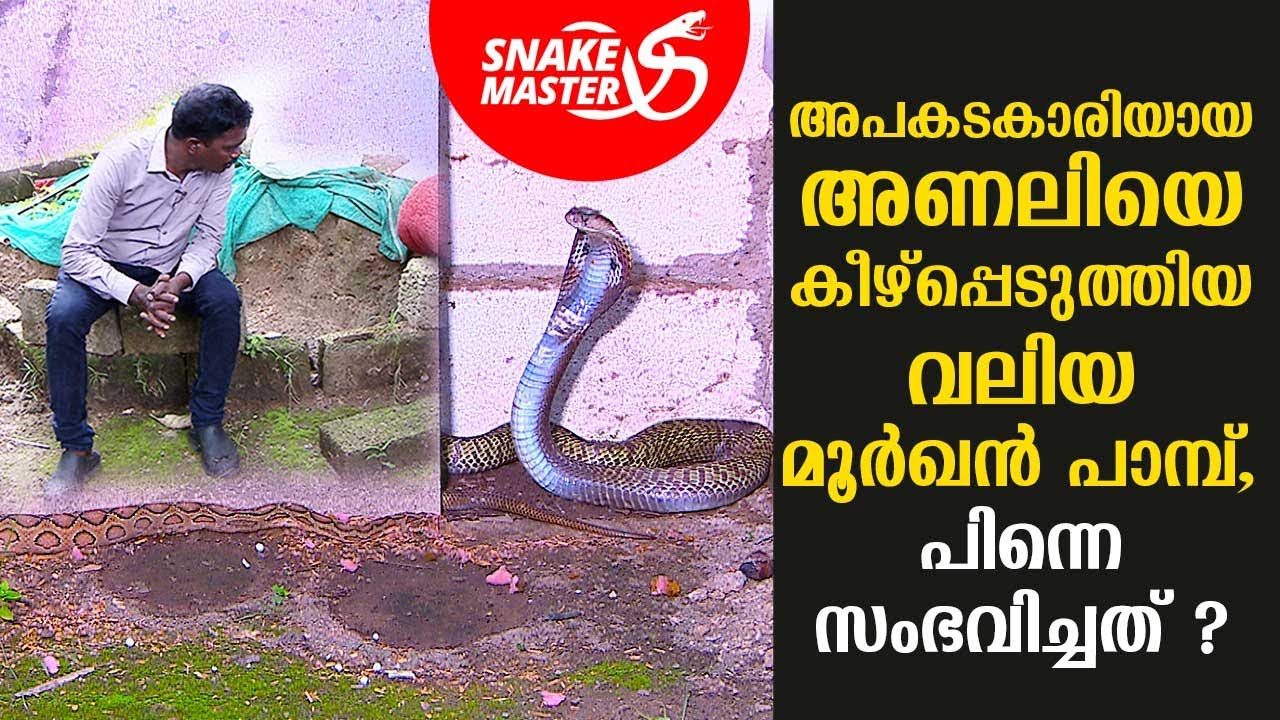 അപകടകാരിയായ അണലിയെ കീഴ്‌പ്പെടുത്തിയ വലിയ മൂർഖൻ പാമ്പ്‌,പിന്നെ സംഭവിച്ചത് ? | Snakemaster EP 715