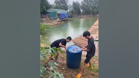 Vlogs 130 Bồi cá - Hồ câu Thái Dương 0933110009 KP Tân Ba, P. Thái Hòa, Tân Uyên, Bình Dương