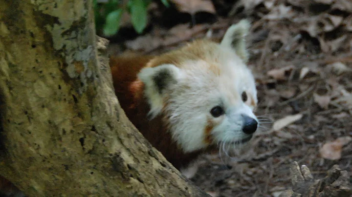Red Panda on the Run
