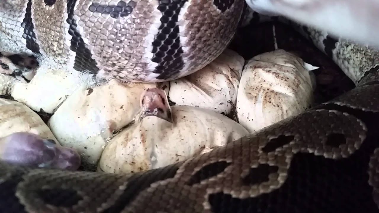 Baby ball pythons from maternal incubation - YouTube