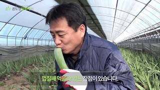 알로에 품종에 대해 알아보아요 (베라/아보레센스/사포나리아)