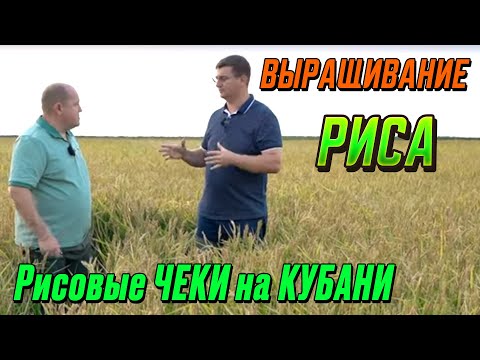 Видео: Можно ли заработать на выращивании риса?