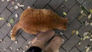 にゃんこたち☆20091128-2