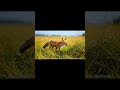 Daily Animal – Episode 17: Fox 🦊 Life Story in the Wild