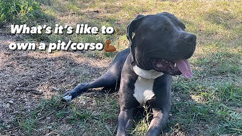 What it’s like to own a pit bull/ cane corso mix 😱