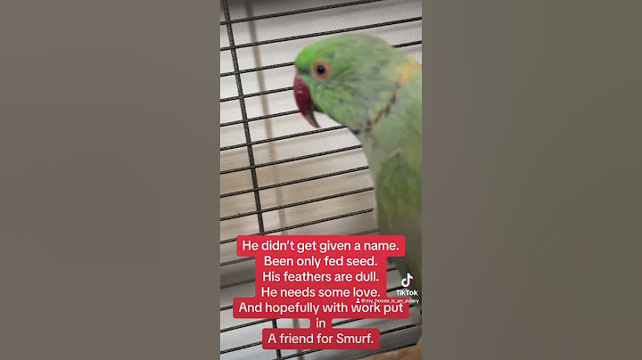 Meet our new parrot. Mummy has lots of work to do. #indianringneck #rehome #parrots