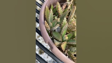 Thumbnail of Mother of millions Succulent take over