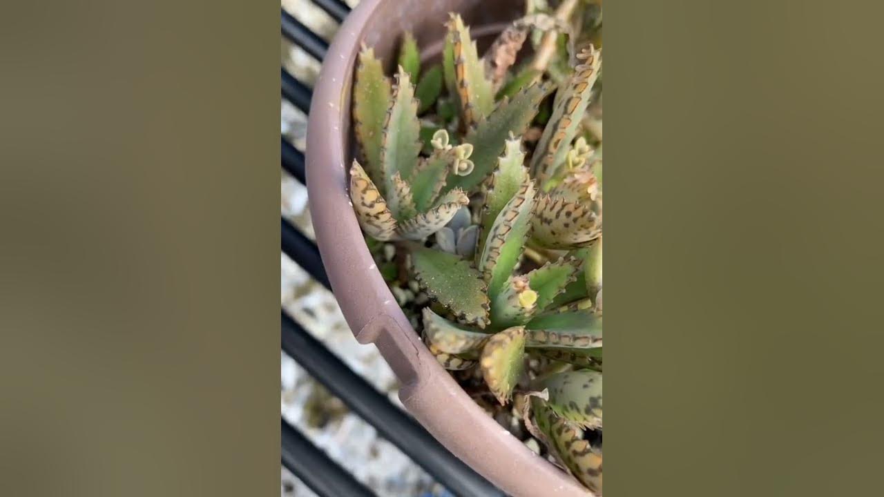 Mother of millions Succulent take over