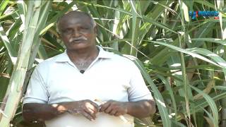 Organic Sugarcane cultivation in wide row system - Paadi Pantalu