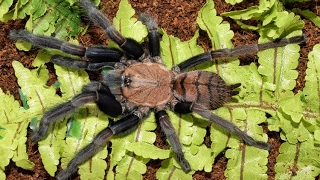 Chilobrachys Fimbriatus Feeding.