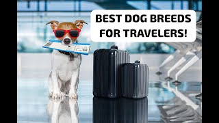 Best Dog Breeds for Travelers! #travelwithyourdog #doglover #dog