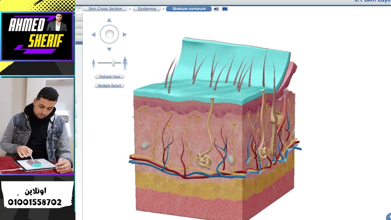 افهم وغذي بصرك: رحلة داخل الكليتين والجلد (الإخراج في الإنسان) - أحياء ثانية ثانوي / علوم متكاملة