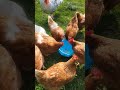 Shorts song chicken funny 1m 8 animals 1million viral amazing viral music