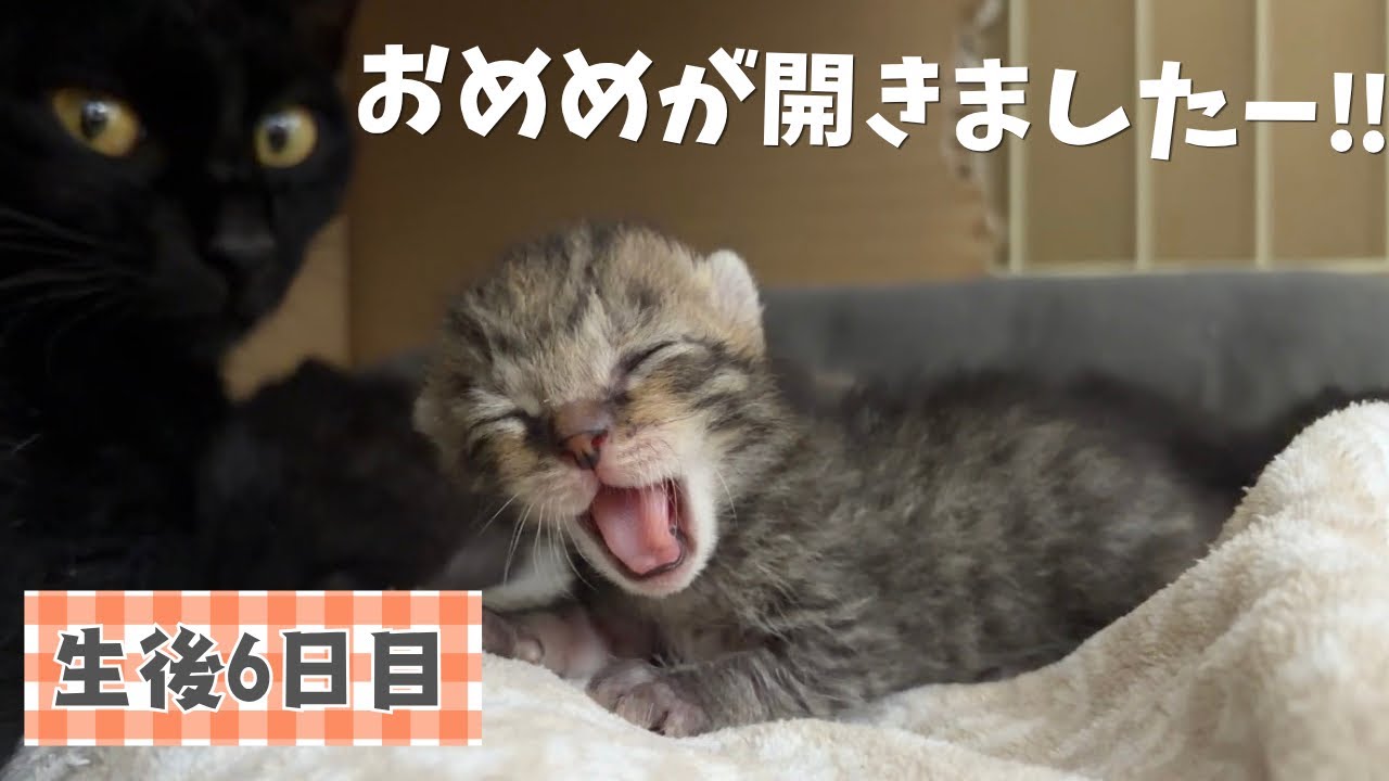 生後6日目】ついに子猫のおめめが開いた！あおいママと6匹の子猫の成長