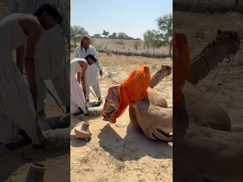 محاولة الفتاة المدهشة للسيطرة على الجمل أثناء حمل الماء تفشل فجأة