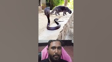 cat vs snake #catvssnake #pet #animalsvideo #shorts #shortsfeed