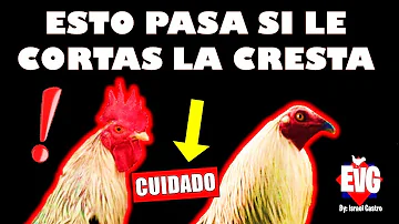 ¿Por qué se corta la cresta a los gallos?