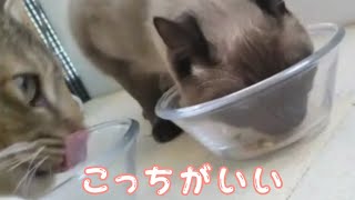 猫ごはん  カリカリ