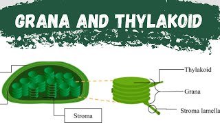 What is Thylakoid|What is Grana|Function of Thylakoid and Grana|Difference between Thylakoid & Grana