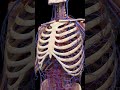 The human heart is a biomechanical workhorse.