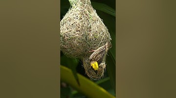 Weaver Bird NEST BUILDING Secrets Revealed! 79#viralshort #birds