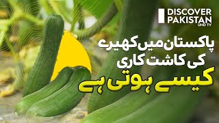 Cucumber Cultivation in Pakistan | Kissan Ka Pakistan | Discover Pakistan