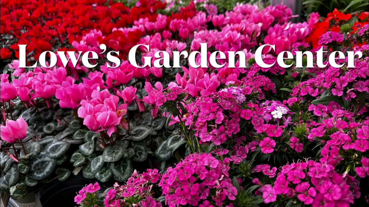 Exploring Lowe’s Garden Center: A Blooming Adventure @Carol-Beauty of ...