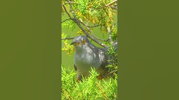 Common Cuckoo Bird Sound | Bird Songs, Bird Calls & Relaxing Nature Sounds