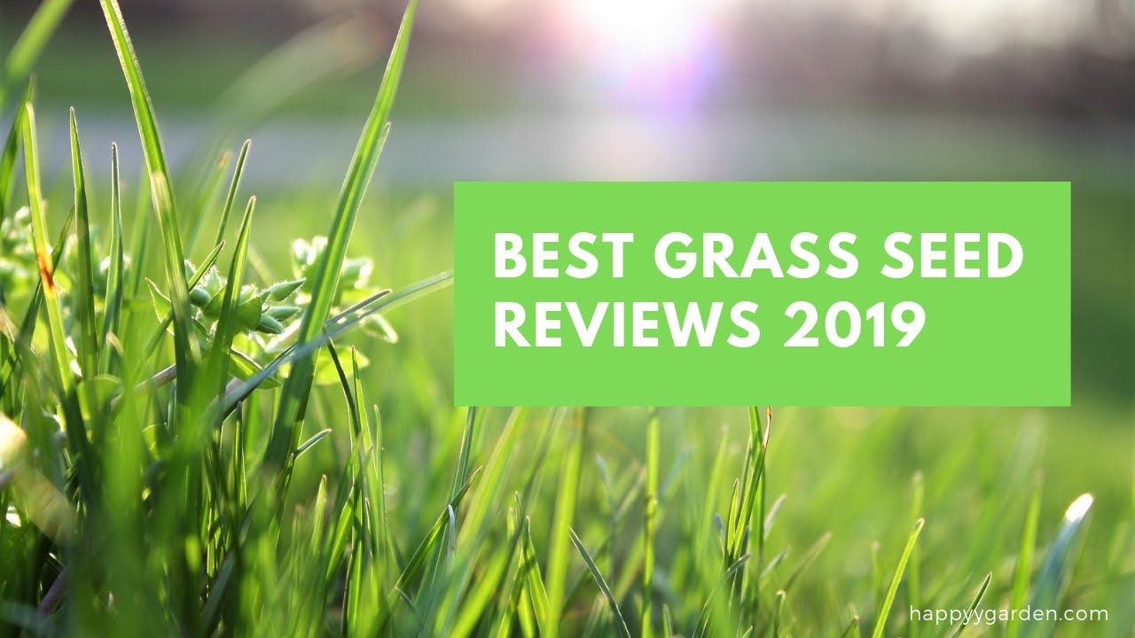 Best Grass Seed for New Lawn Reviews 2019 YouTube